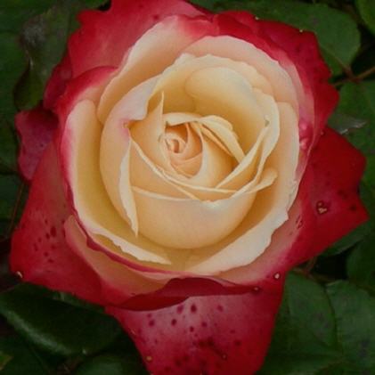 Rosen-Neuheiten