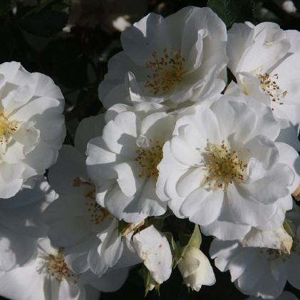 Bodendeckerrosen