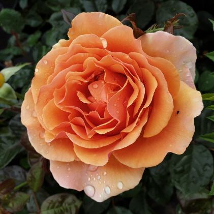 Edelrosen