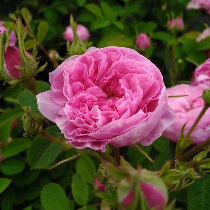 Historische Rosen