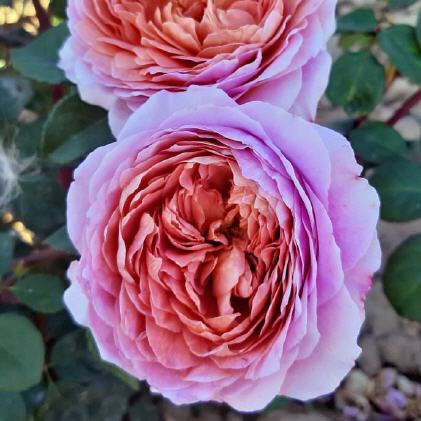 Romantica-Rosen