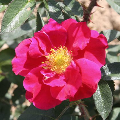 Rosa rugosa