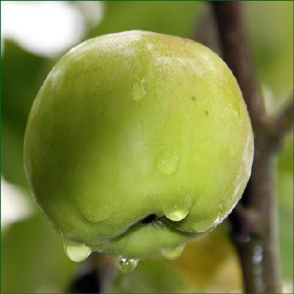 &Auml;pfel