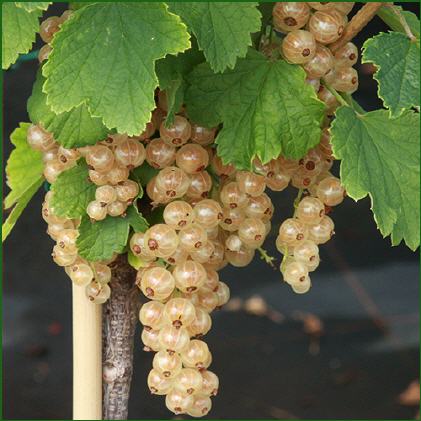 Johannisbeeren