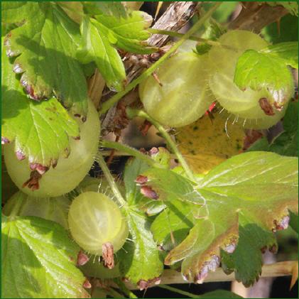 Stachelbeeren