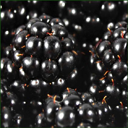Brombeeren