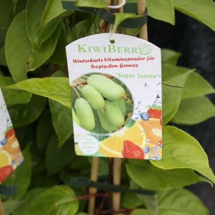 Kiwis & Exoten