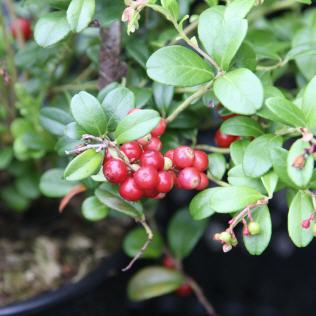 Preiselbeere Red Pearl