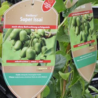 Kiwibeere Super Issai