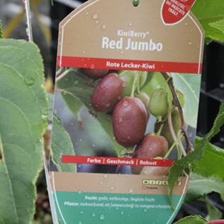 KiwiBerry � Red Jumbo