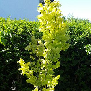 Ulmus carpinifolia Wredei