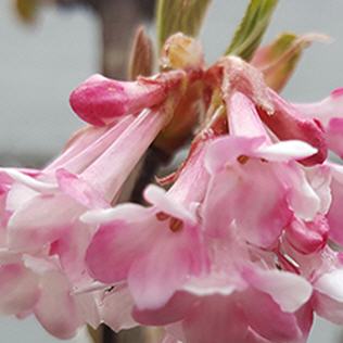 Viburnum bodnantense Dawn