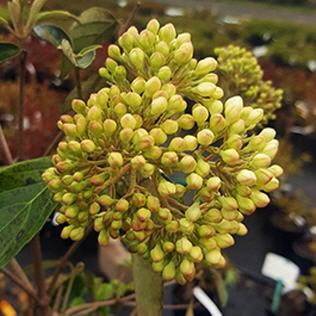 Viburnum Eskimo