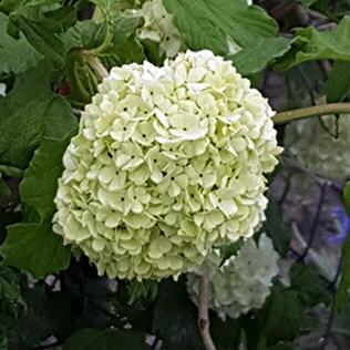Viburnum opulus Roseum