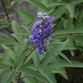 Vitex agnus-castus Delta Blues �