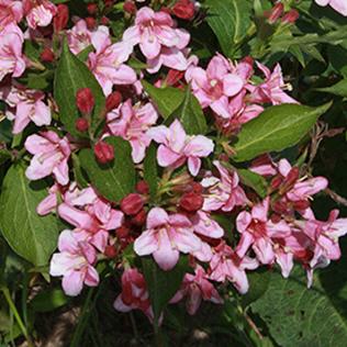 Weigela florida i.S.