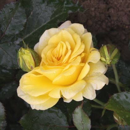 Sunmaid �